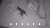 [Động vật]Bạn ngủ rồi mèo cưng sẽ làm gì?