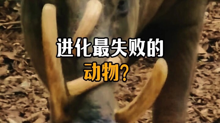 The world's most evolutionarily unsuccessful animal?