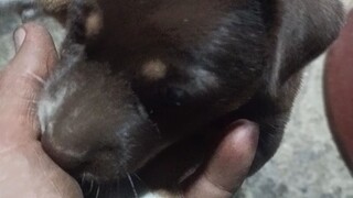 new member of the k9
