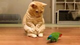 Video Kucing Lucu Banget Bikin Ngakak #16 | Kucing Paling Imut | Video Hewan Lucu