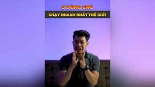 5 dòng chó chạy nhanh nhất thế giới tuitienpet petonesaigon dcgr petnhatrang