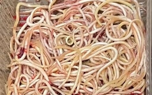 这视频发完，我不会被封号吧？百万粉丝福利视频！