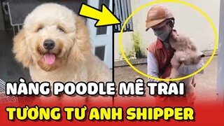 Nàng Poodle MÊ TRAI ngày ngày TƯƠNG TƯ anh Shipper khiên Sen BẤT LỰC 😂 | Yêu Lu