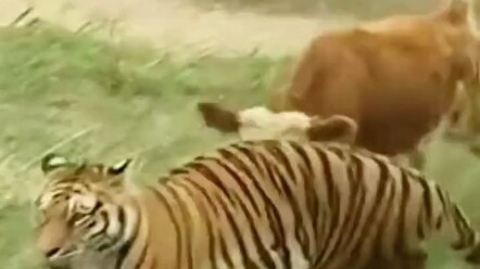 Tiger: I won't eat it anymore, it will affect my IQ