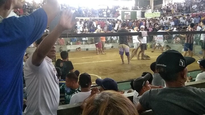 malulupit na Manok