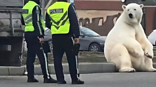 «جائزة سلوك الحيوانات المضلل 242»