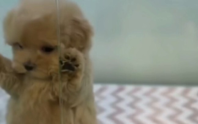 Anak anjing baru terlihat menggemaskan kalau gemuk montok!