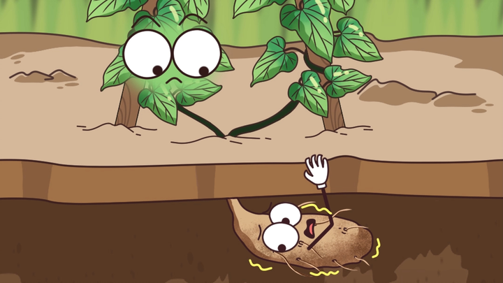It turns out this is how Chinese yams grow.