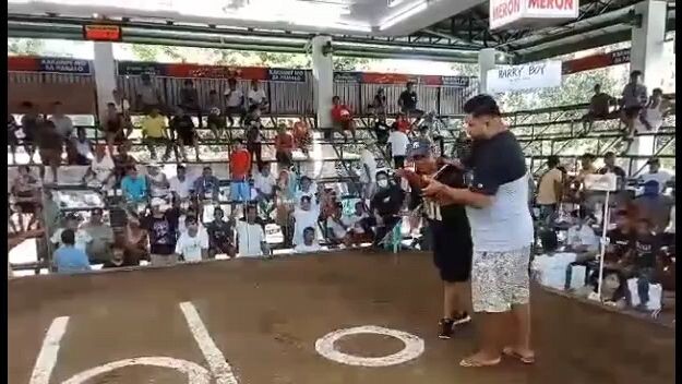 7 stag bmeg sabong idols