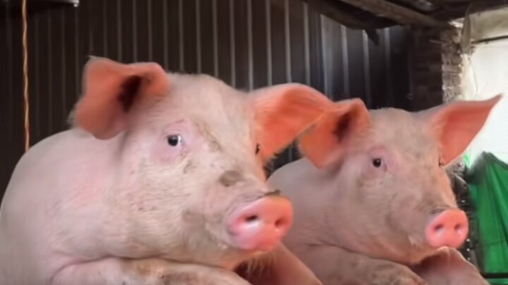 Nhổ gà bốn bề lòng bối rối.