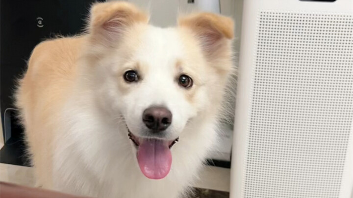 Alat anjing sudah offline