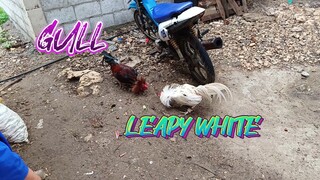 Gull VS White Kelso