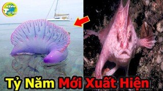 10 Con vật Kỳ Lạ Và Quý Hiếm Nhất Thế Giới Đang Có Nguy Cơ Tuyệt Chủng I Vivu Thế Giới