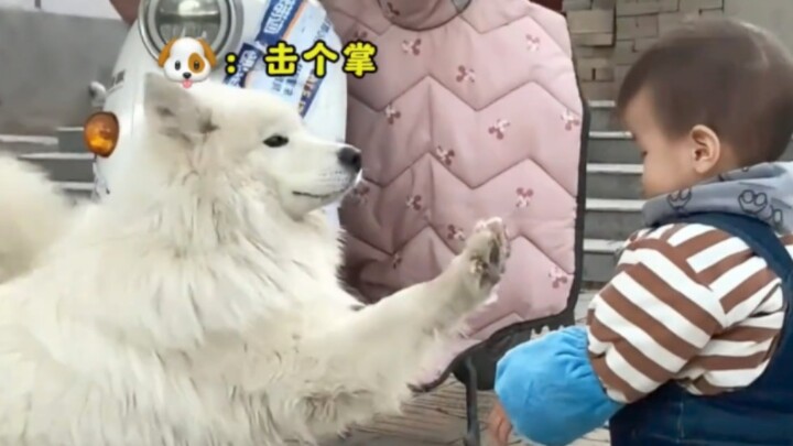 Dog: This isn’t a kid—it’s a dog’s nightmare!