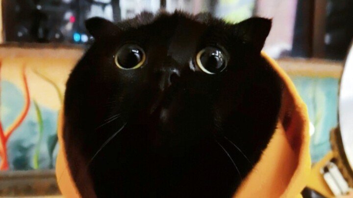 Sejak memelihara kucing, saya jadi tidak bisa menghitung lagi! Apakah kalian masih bisa? Coba deh ce