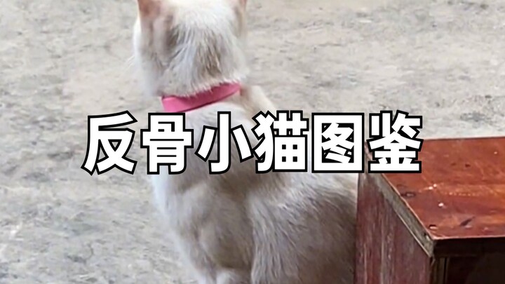 Buku Ilustrasi Kucing Pemberontak