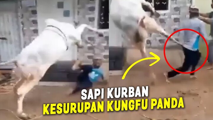 SAPI KURBAN KERASUKAN KUNGFU PANDA..!! MOMEN LUCU SAPI KURBAN NG4MUK DAN LEPAS SAAT  IDUL ADHA 2024