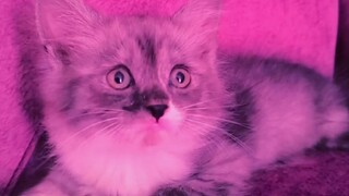 my cat lucy baby