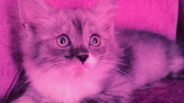 my cat lucy baby