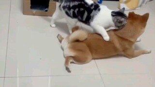 Thú cưng đáng yêu|Bé mèo muốn ngủ cùng chó