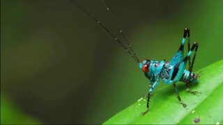 An Orthoptera insect with a blue body and orange compound eyes