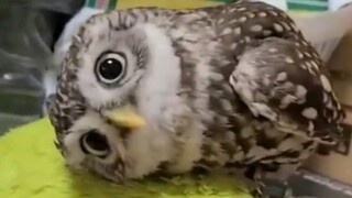 لي رونغ هاو: هل هذه العيون حقيقية؟؟