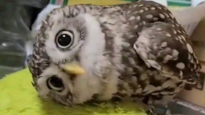 Li Ronghao: Do these eyes really exist?