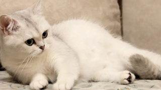 เบ็ตตี้เตรียมคลอดลูก 🍼 British Shorthair