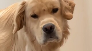 Chó an ủi: Năm tháng mài mòn chó già...