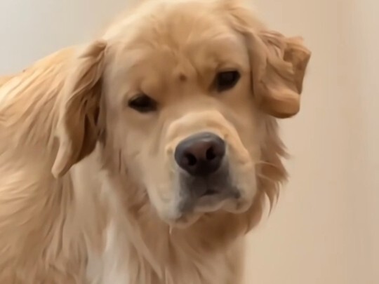 抚慰犬：岁月磨狗老...