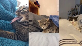 TikTok Pets Doing Funny Things 😅 - TikTok Trend Compilation 3 | Pet Squad