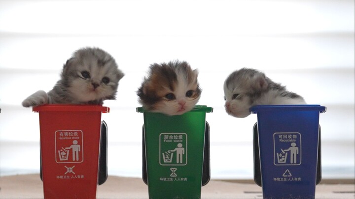 The last little milk cat of 2023~