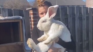 The young lady showed off her rabbit at home—its size really surprised me!