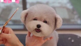 ลูกหมาอ้วนน่ารักที่สุด