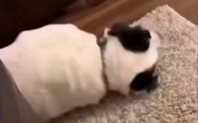 Dog: New? Then I'll just help myself...