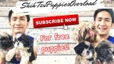 Shih Tzu Puppies Overload | SUPER MARCOS VLOGS
