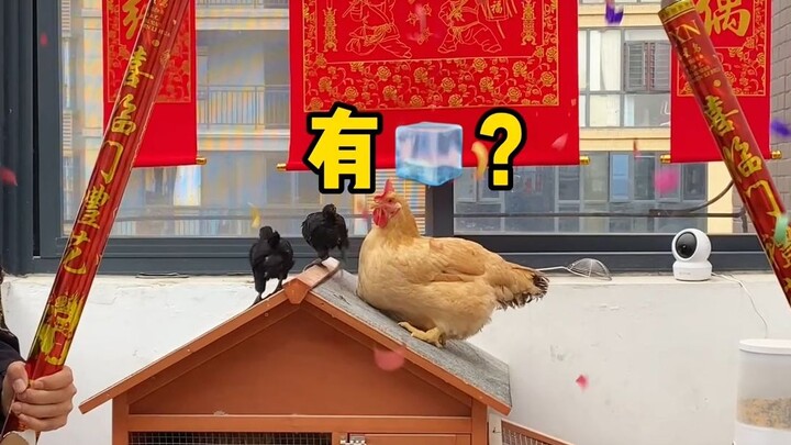 Little Dried Chicken’s First Month! 🎉