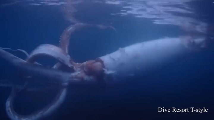biggest colossal squid but just a baby only i guest because found yt