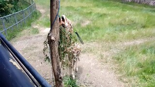 giraffe