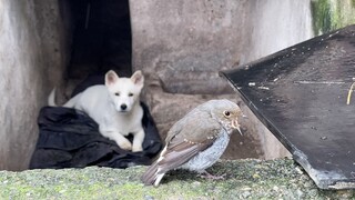 [Animals]What would happen if a bird has had enough food