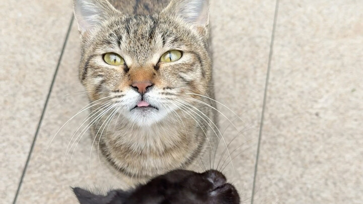 The小区’s top cat fighter, a calico, turns out to be a cat thief!
