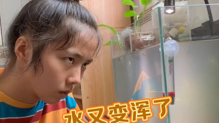 Đã một tháng rồi, cá vẫn sống nhăn, nhưng nước trong cái bể cá nhỏ này cứ bị đục liên tục, rốt cuộc 