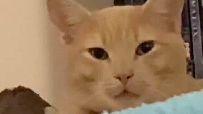 The human-cat transmission phenomenon