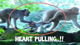 Heart Pulling..!!,​Baby​ Monkey Rex​ Was Pulled So Hard By Mom, Little Monkey Try Follow Rex​Too