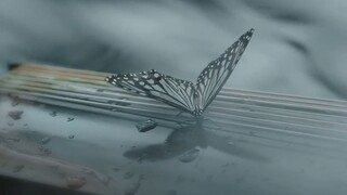 【空镜分享 · 第三弹】花草，蝴蝶，山水，竹叶，雨雪……