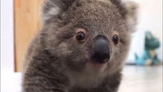 Such a cute animal—if only it didn't love eating poop so much.