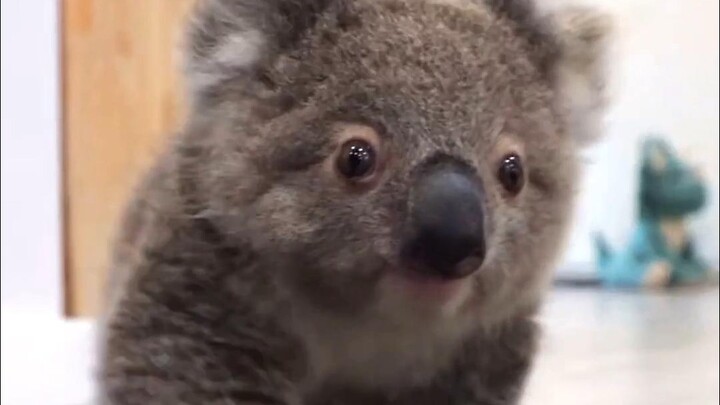 Hewan yang begitu lucu, seandainya saja mereka tidak terlalu suka makan kotoran