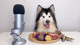 ASMR Husky makan