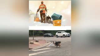 Không những m*ng to còn biết giúp chủ 😄pet cute foryou
