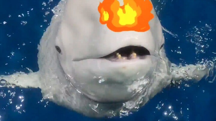 Untungnya, ikan itu akhirnya memakannya! Kalau tidak, hari ini akan menjadi hari mandi yang lain.